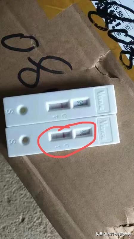 狗狗感染细小和冠状能治好吗,狗狗细小怎么治疗在家里怎么灌药