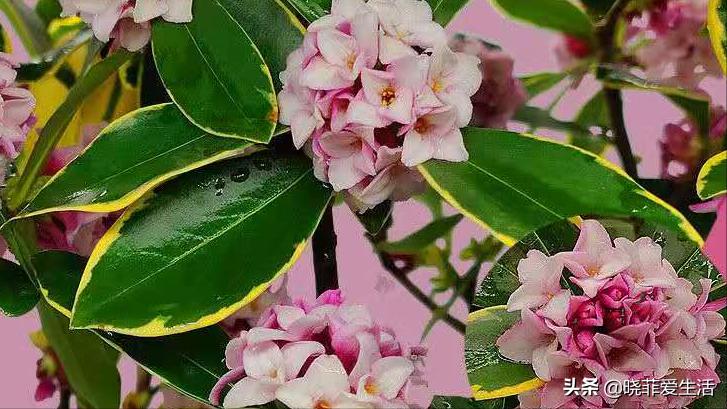 家里养寓意好的花喜阴,自带财气的8种花客厅养