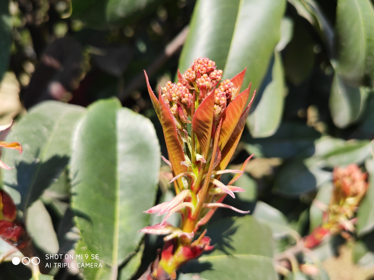 小米9se评测,小米9se真实评测