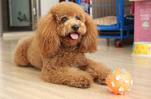 泰迪犬若有这4个行为,泰迪犬的动作意思