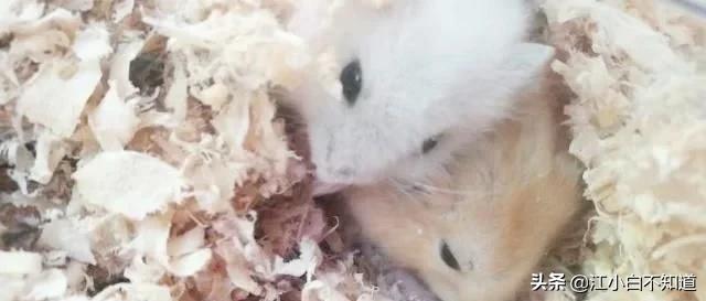 仓鼠怀孕太小,仓鼠怀孕了想逃出去