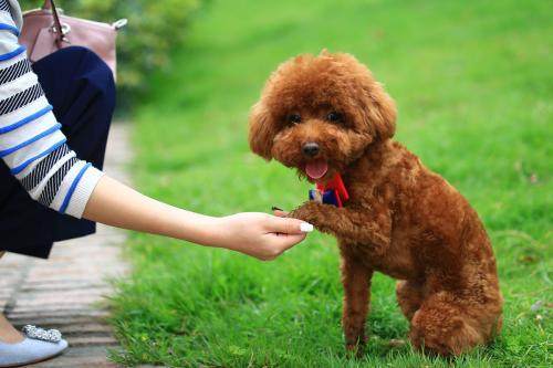 泰迪吐粉红水拉稀没精神,五个月的泰迪没精神有点拉稀