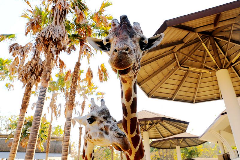 清迈夜间动物园珍稀动物魅力无限,清迈动物园参观