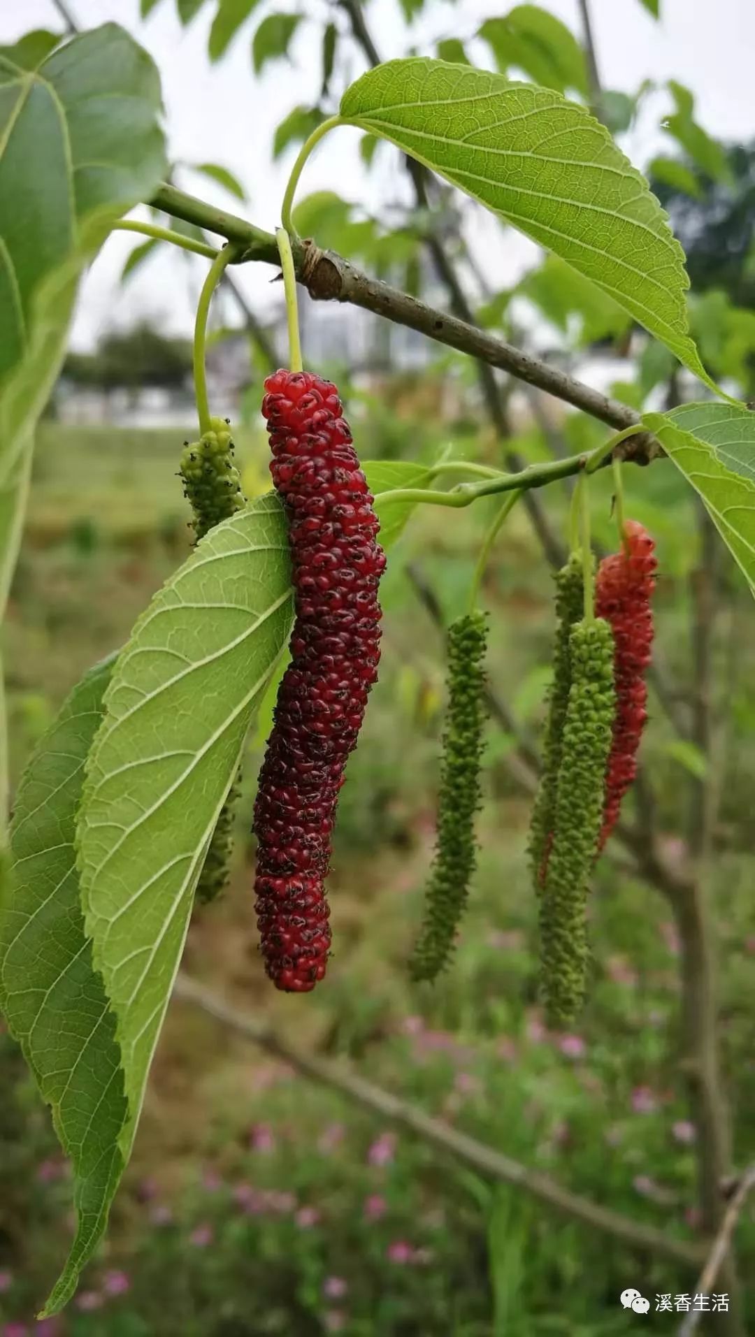 西溪南古村落惬意慢生活,徽州西溪南生活