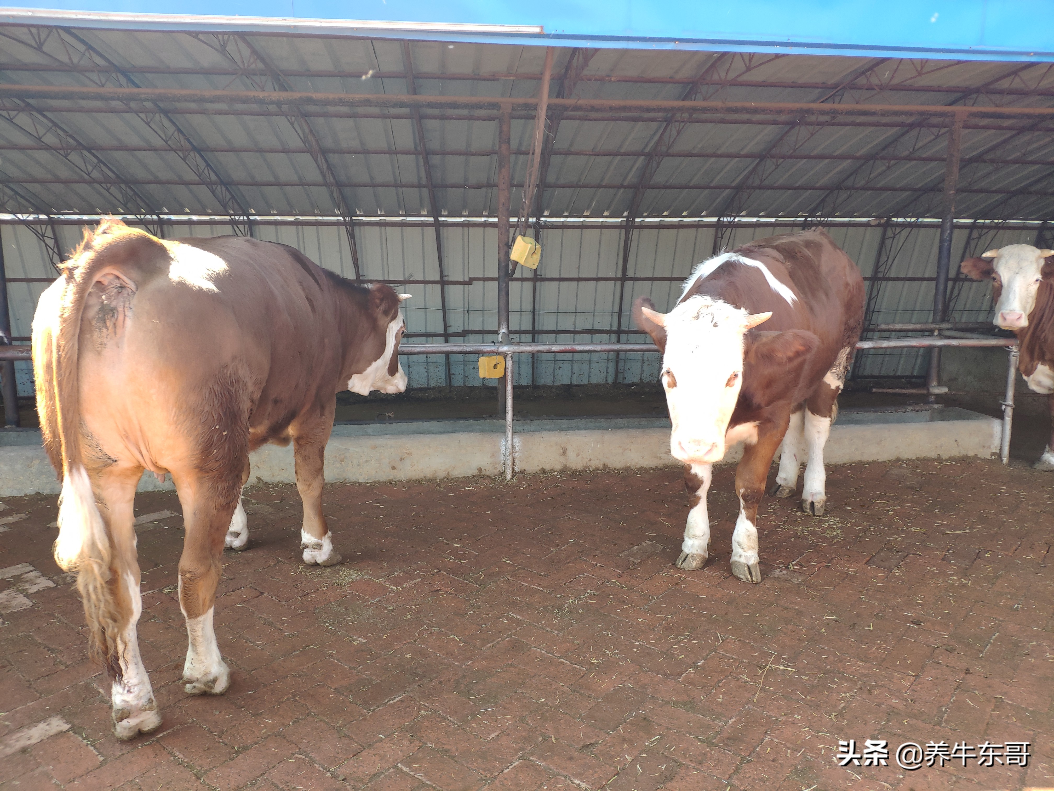 自己家的田地可以建养牛场吗,在农村养牛建牛圈
