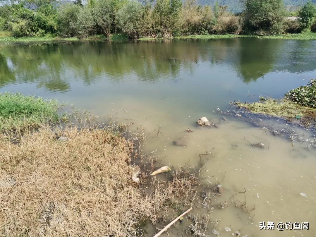 春雨钓鲫鱼技巧,野钓黄辣丁怎么钓