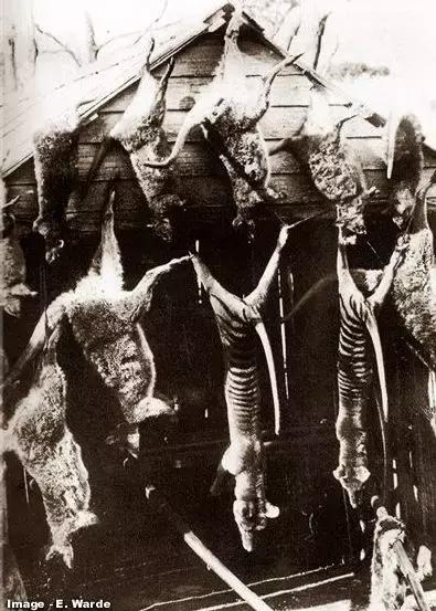 灭绝物种什么罪,灭绝动物的报应