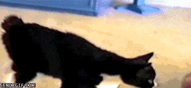 为什么猫咪捕猎尾巴一直动,猫老是追尾巴跑