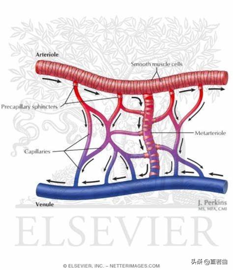改善血液循环的5个办法,打通血液微循环加快新陈代谢