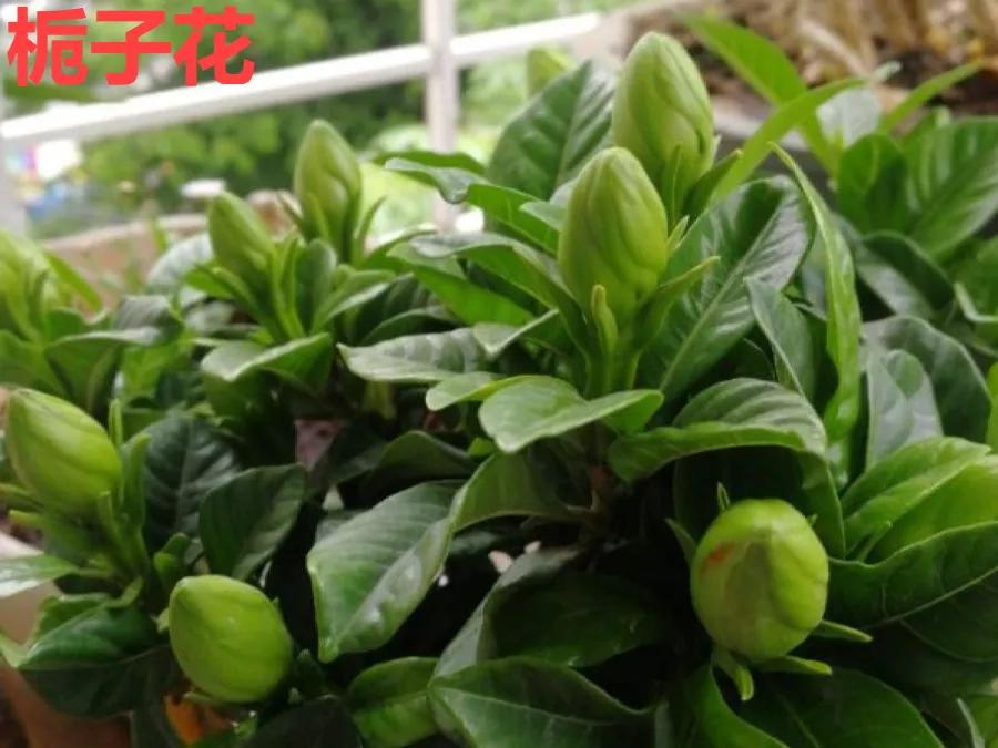 教你如何避开假货买到真品,一张图告诉你怎样分辨假货