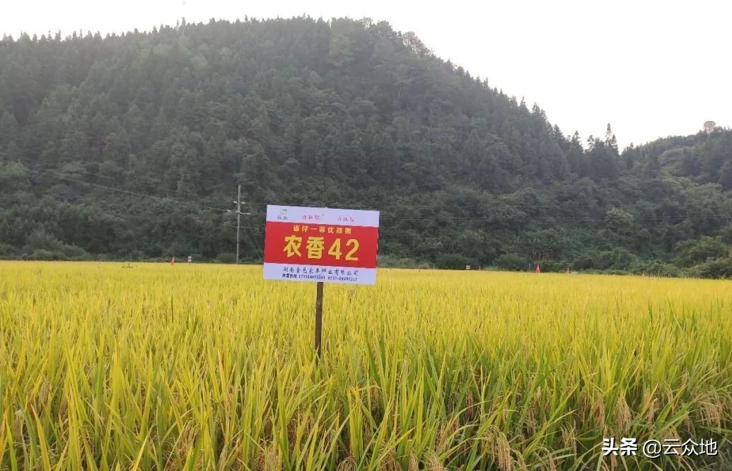 中国大米镉污染高清分布图最新,镉大米治理