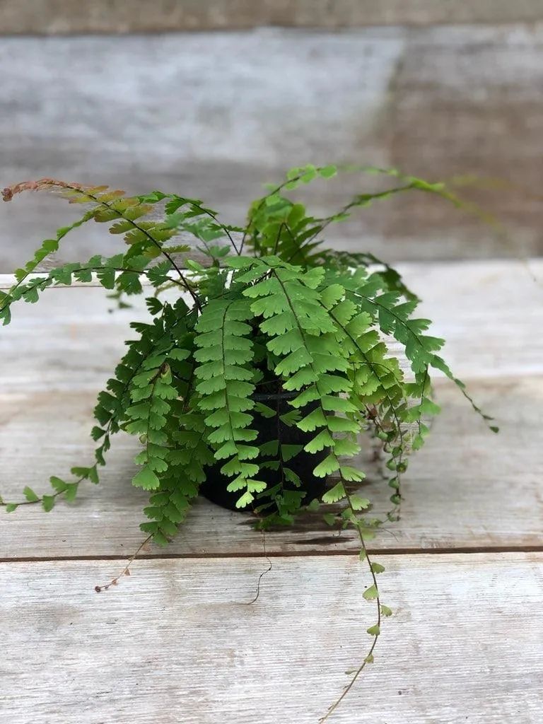 盆栽铁线蕨为啥买回家养一周叶子就蔫，北方暖房养护咋办？