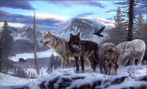 一只狼天生残疾,狼群会不会驱逐它?我们可能对狼群的生活想错了