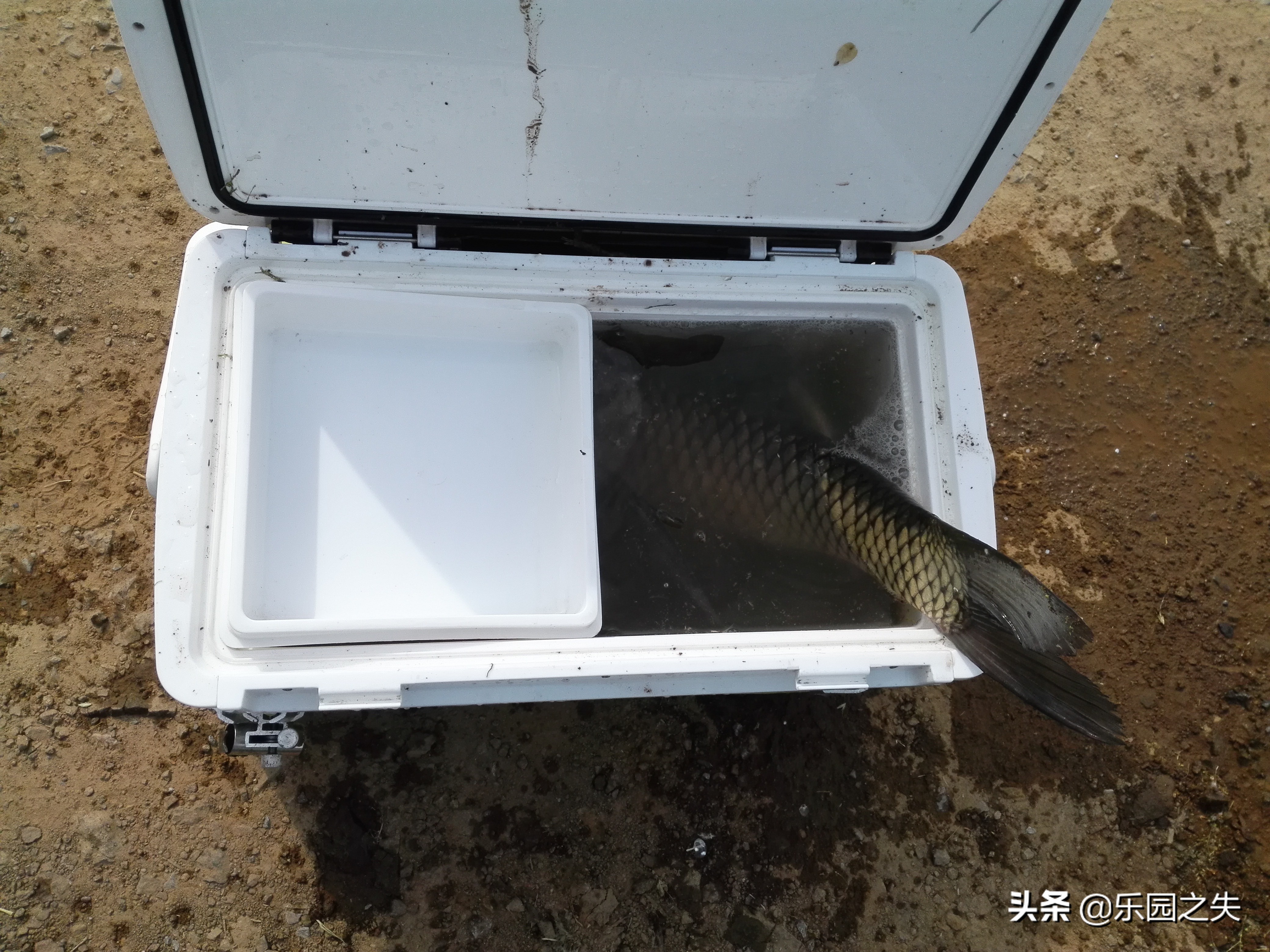 新手钓椅和钓箱,钓箱好还是钓椅实用