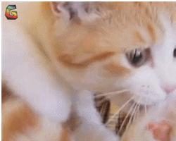 安抚奶嘴到底该不该用吸管喝奶,安抚奶嘴到底该不该用辅食勺