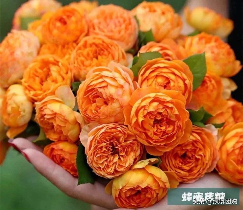 月季哪些品种大花又香,月季哪些品种花期长耐阴耐寒耐旱