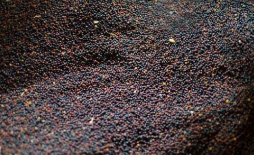 菜籽油颜色有深有浅是咋回事,外婆香菜籽油颜色深和浅什么区别