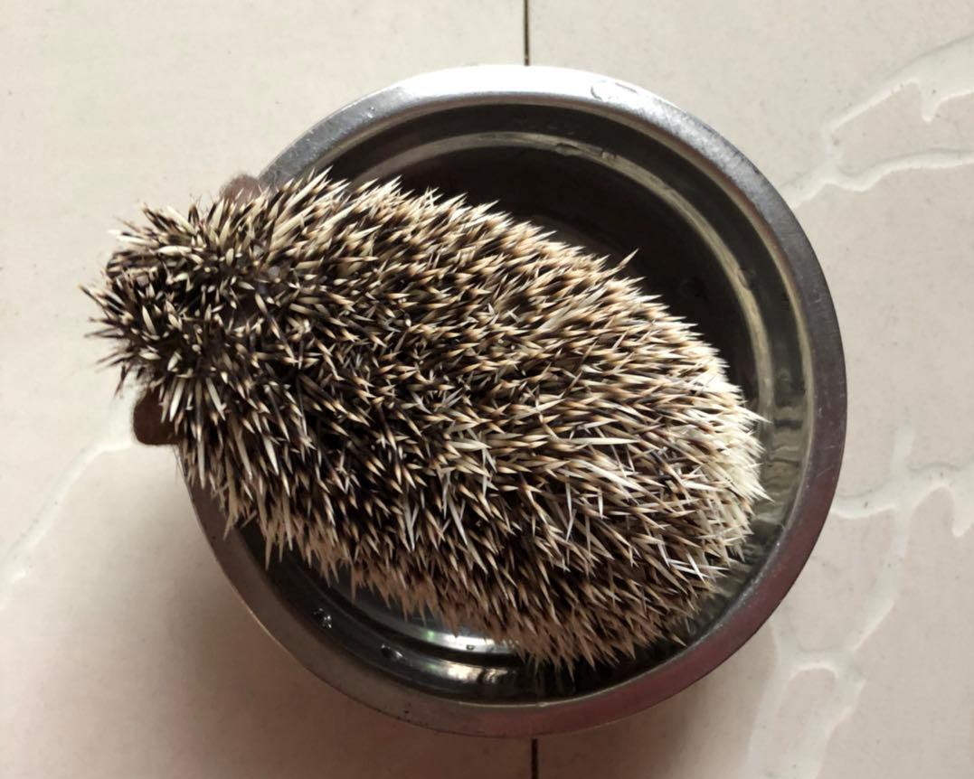 辟谣：非洲迷你刺猬咬人涂刺后就算接纳这个人？小心被白咬