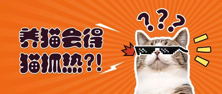 辟谣:养猫会得猫抓热?猫抓热到底是什么病?你家猫咪患上了吗?