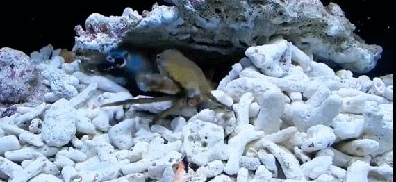 拳王二秒打出12拳,拳王一秒打五拳