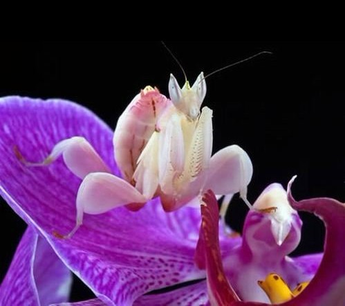 魔花螳螂分布在哪里,魔花螳螂到底有多可怕