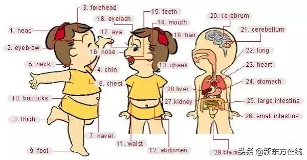 超实用的英语词汇图英语学习必备,英语生活基本词汇