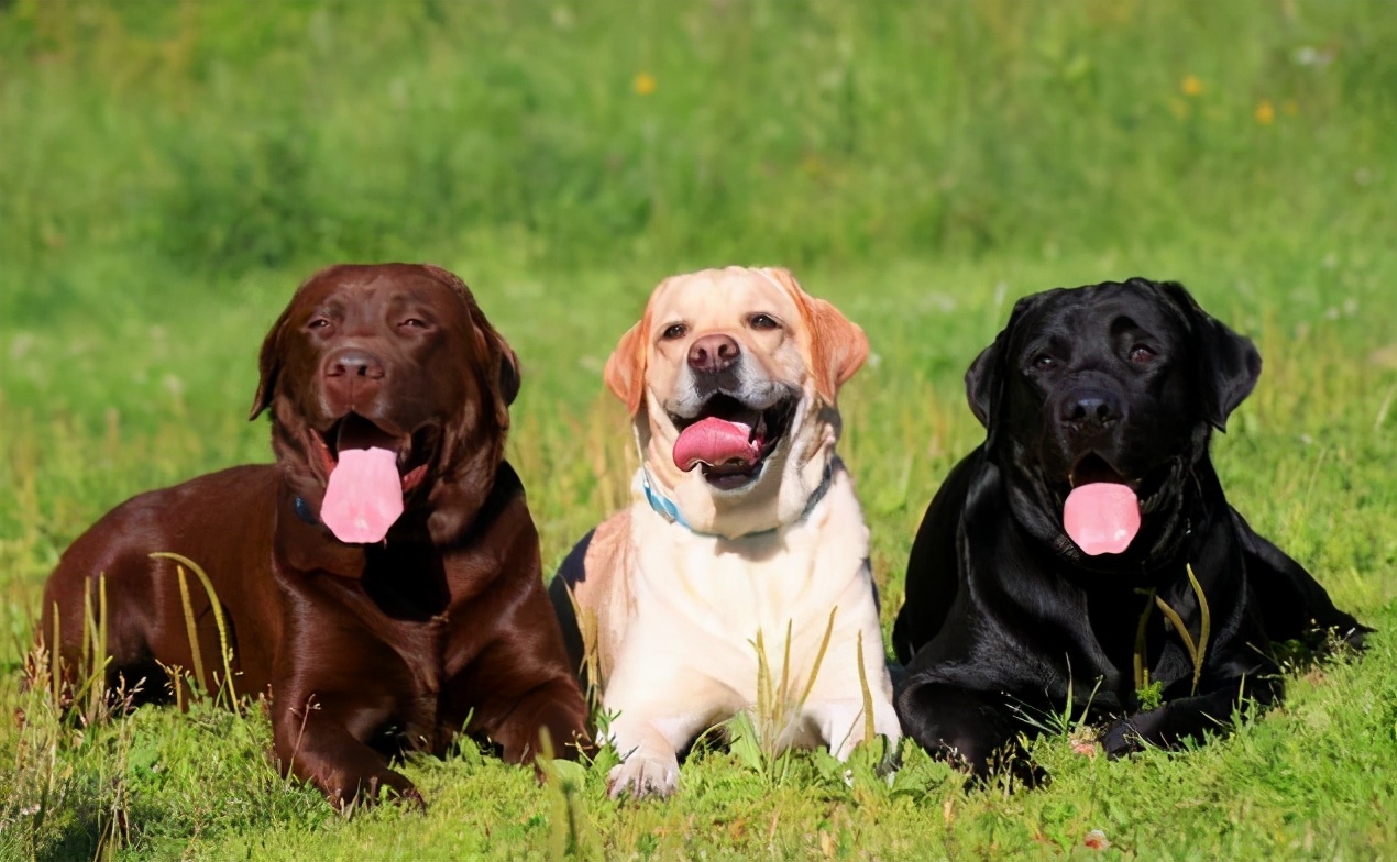 黑色的拉布拉多吃什么狗粮,黑色拉布拉多1-12个月变化图