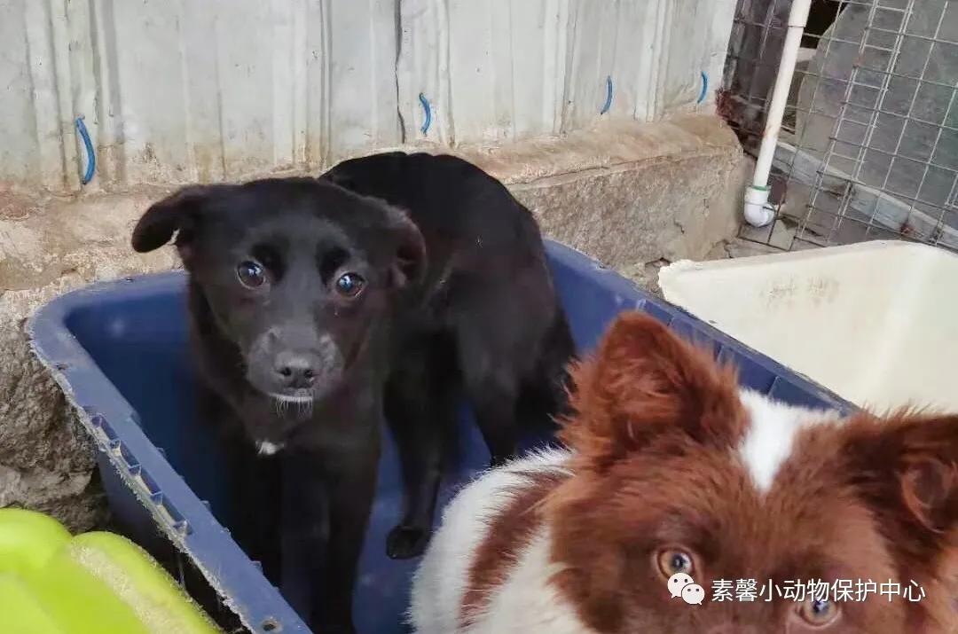 领养代替购买|2021年6月份福州线上宠物领养活动