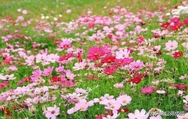 河源市连平县忠信镇大湖花海,太湖花海主题乐园