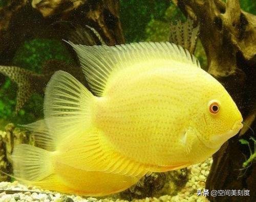 水中精灵鱼儿戏水,水中精灵鱼缸