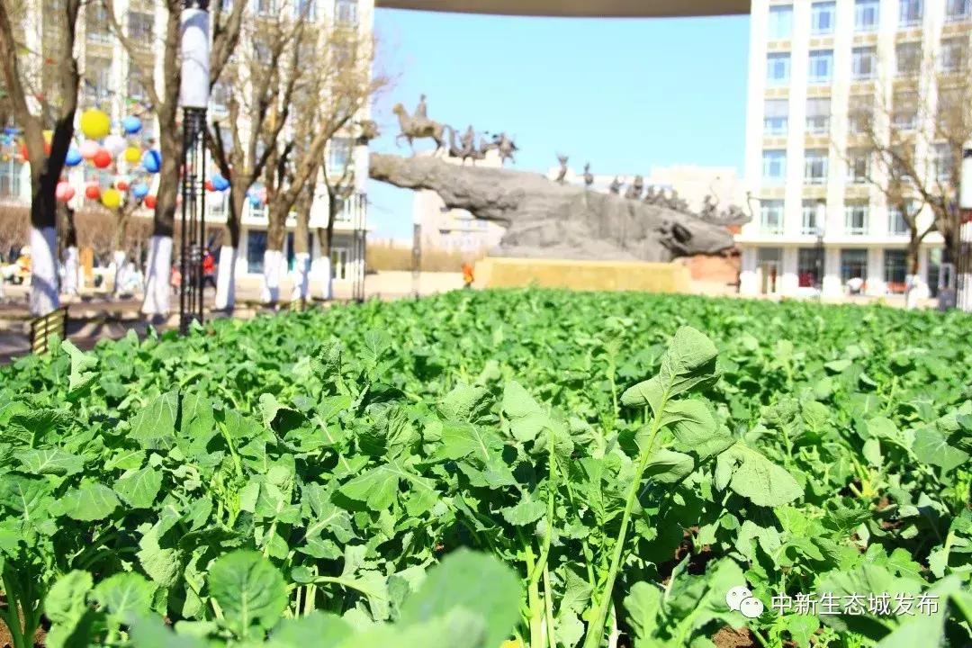 天津静海油菜花景点在哪里,天津油菜花旅游最佳路线图