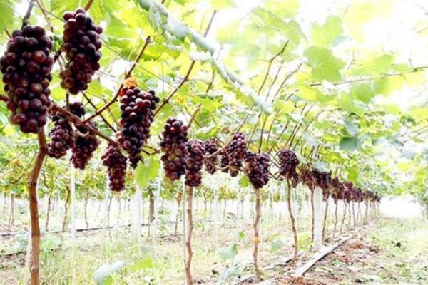 葡萄园里四季歌，春吐新芽、夏爬满架、秋收葡萄、冬埋雪下。