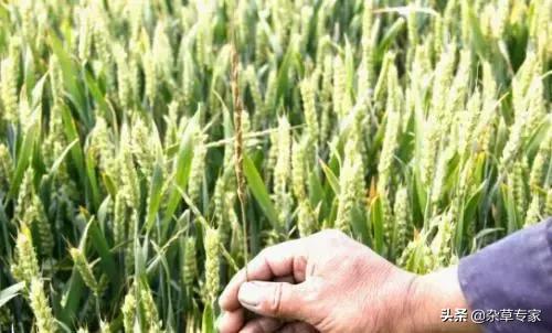 恶性杂草茅草专用除草剂,除草剂除顽固性杂草