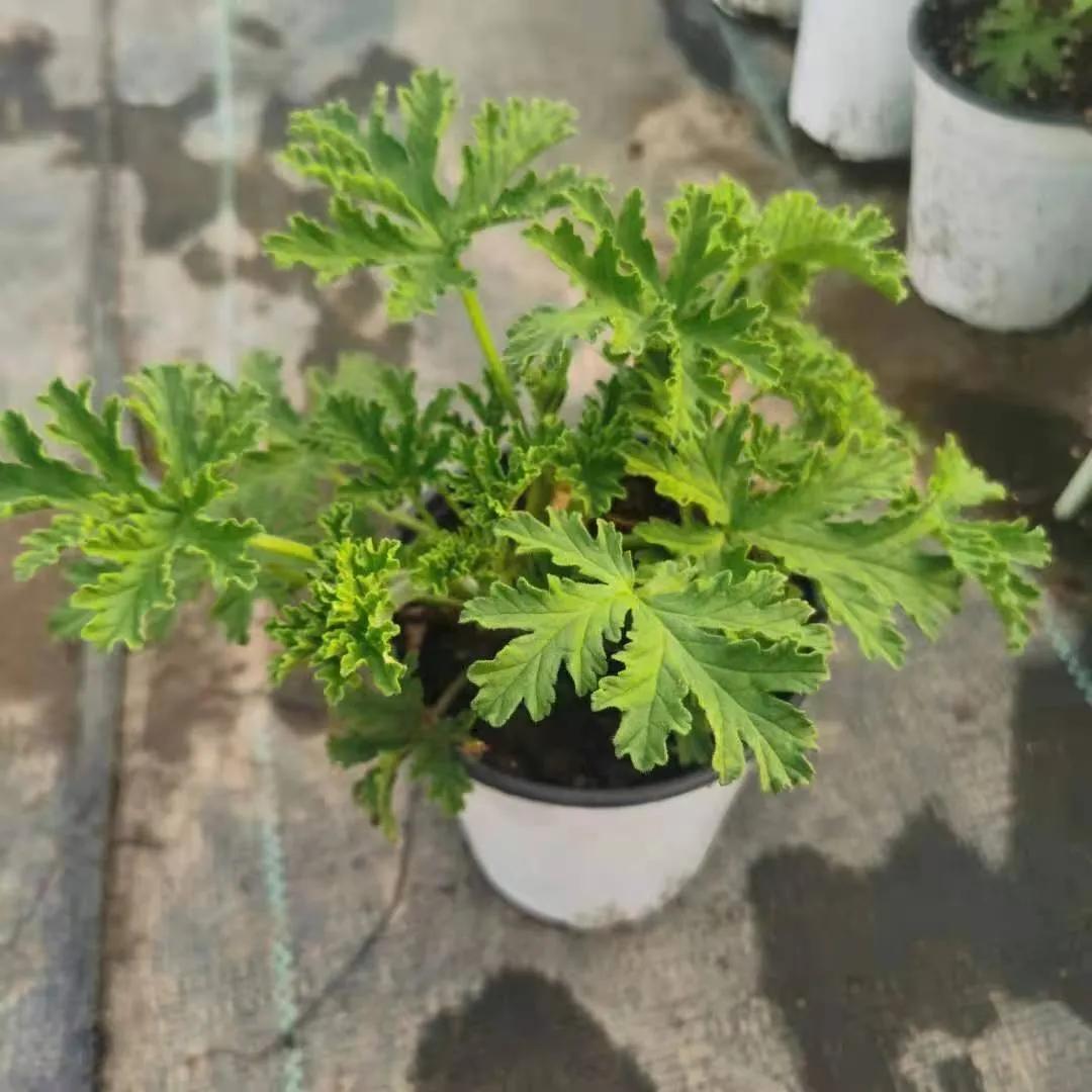 观花草本植物推荐,最具观赏性的观叶植物