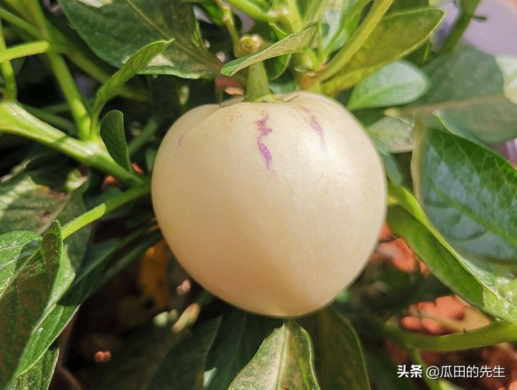 原来它在西游记里是假的！真实的它，孕妇和三高人士也能吃