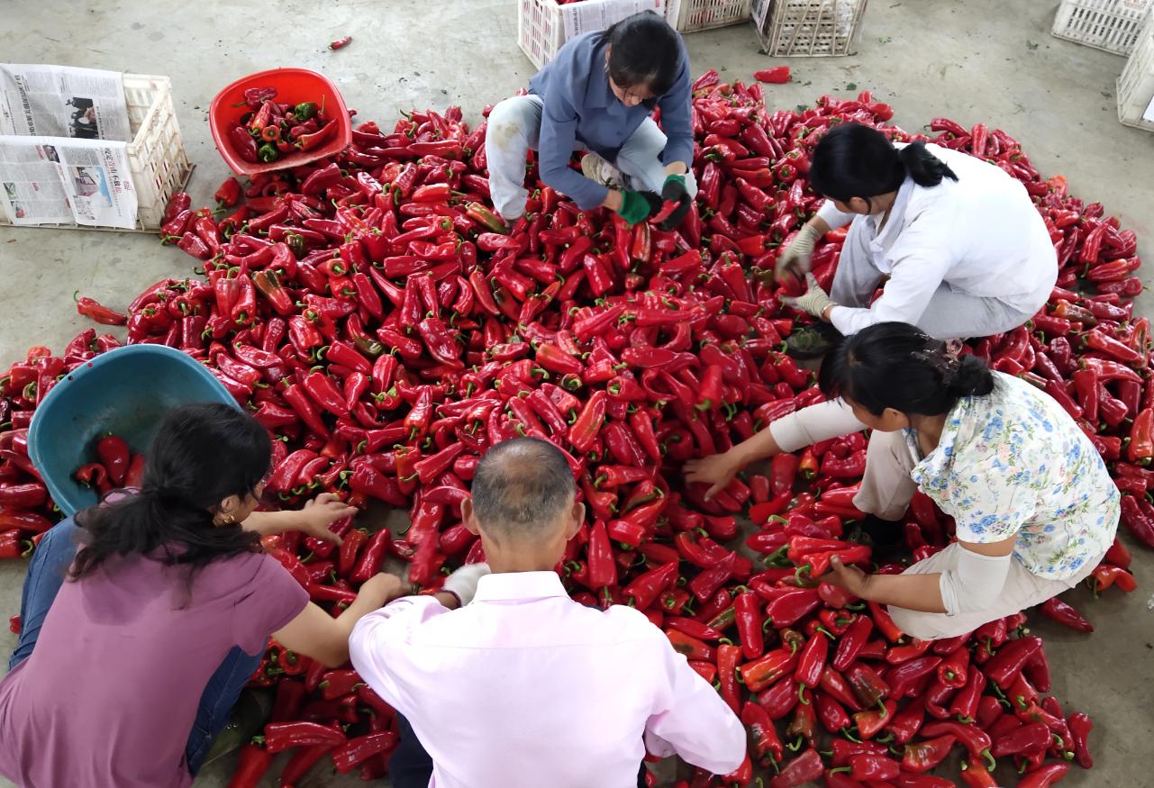 安徽本地小辣椒,池州贵池石台小辣椒
