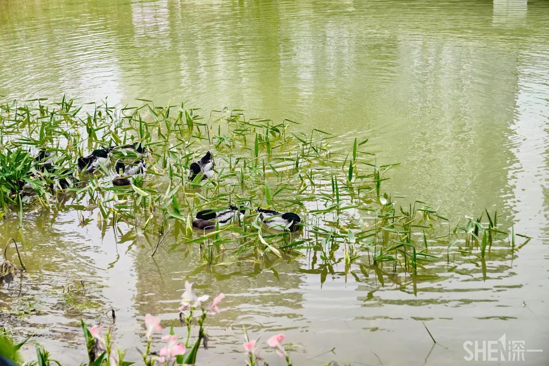 龙华新公园在哪里,深圳龙华区免费的公园