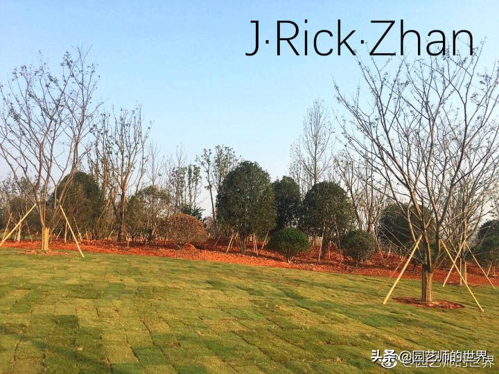 怎样种植草坪技术,果岭草坪的种植养护方法及技巧