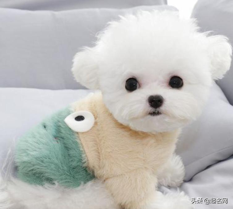 八种可爱狗狗,100个可爱狗狗视频