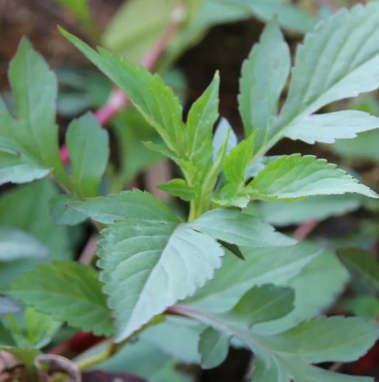春季除湿食疗,春季除湿气