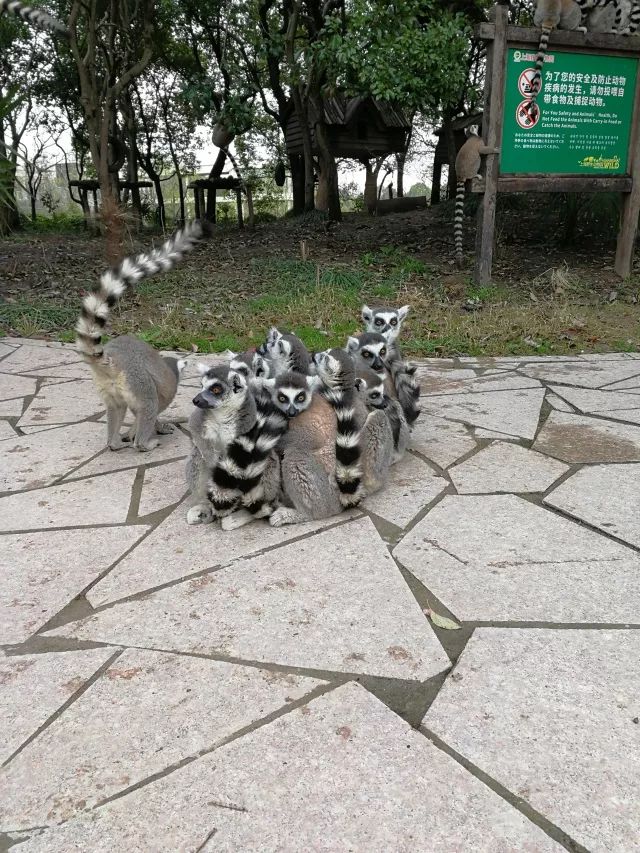 在上海迪士尼怎么玩比较快呢,在上海迪士尼玩一整天