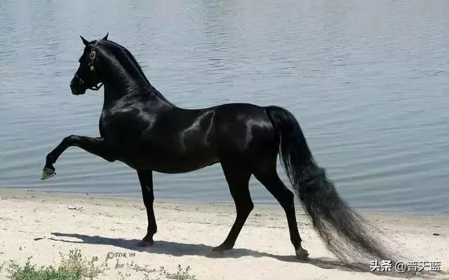 全球最贵的十种商品,世界十大昂贵商品