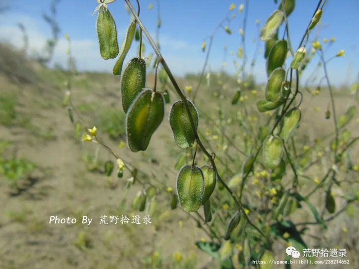 荒野拾遗录,荒野拾遗录完整