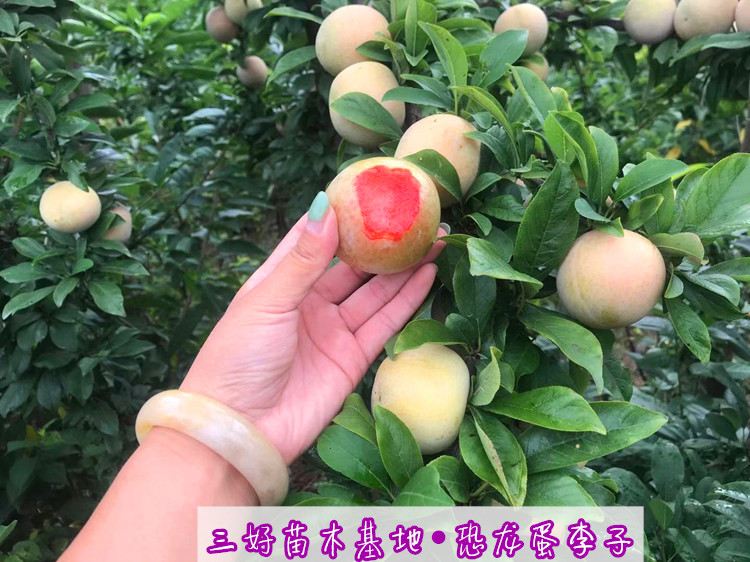 恐龙蛋李子苗品种大全,李子苗新品种恐龙蛋