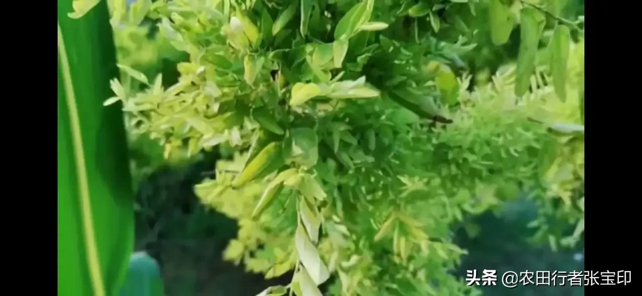 浅谈枣疯病的防治方法