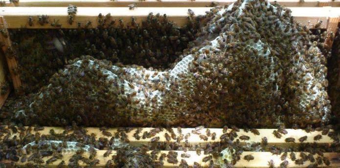 中蜂自然分蜂两群结一个团咋办,多群蜜蜂聚在一起是什么原因