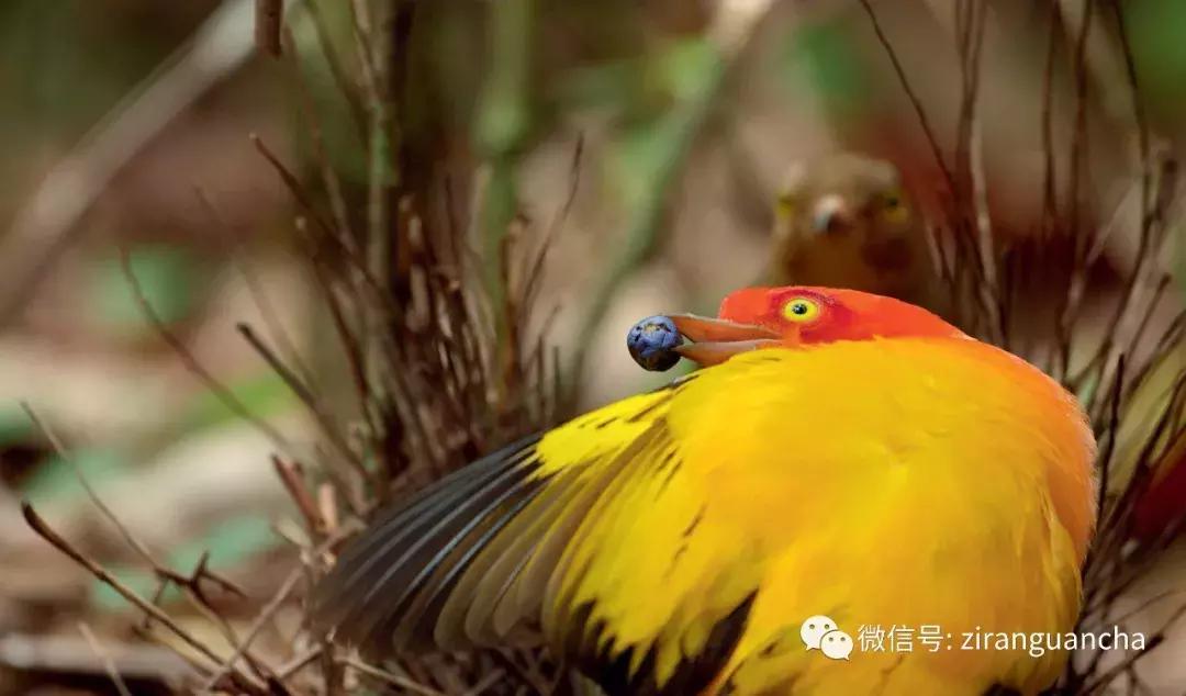 神秘的火焰舞者—火焰辉亭鸟