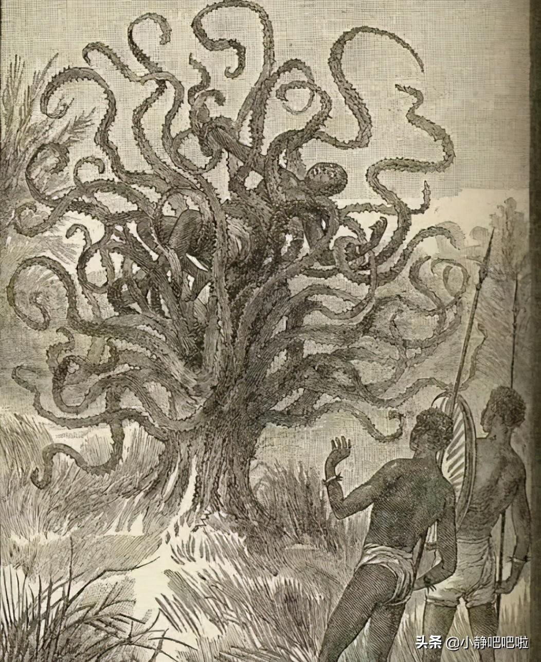 马达加斯加奇葩冷知识,你不知道的国家冷知识摩洛哥