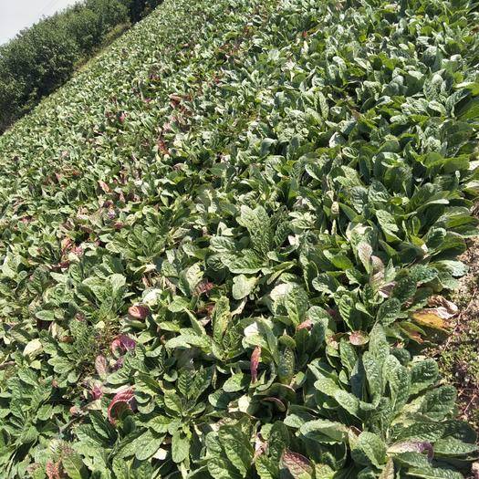 地黄别名叫生地,中药地黄功效及别名大全图