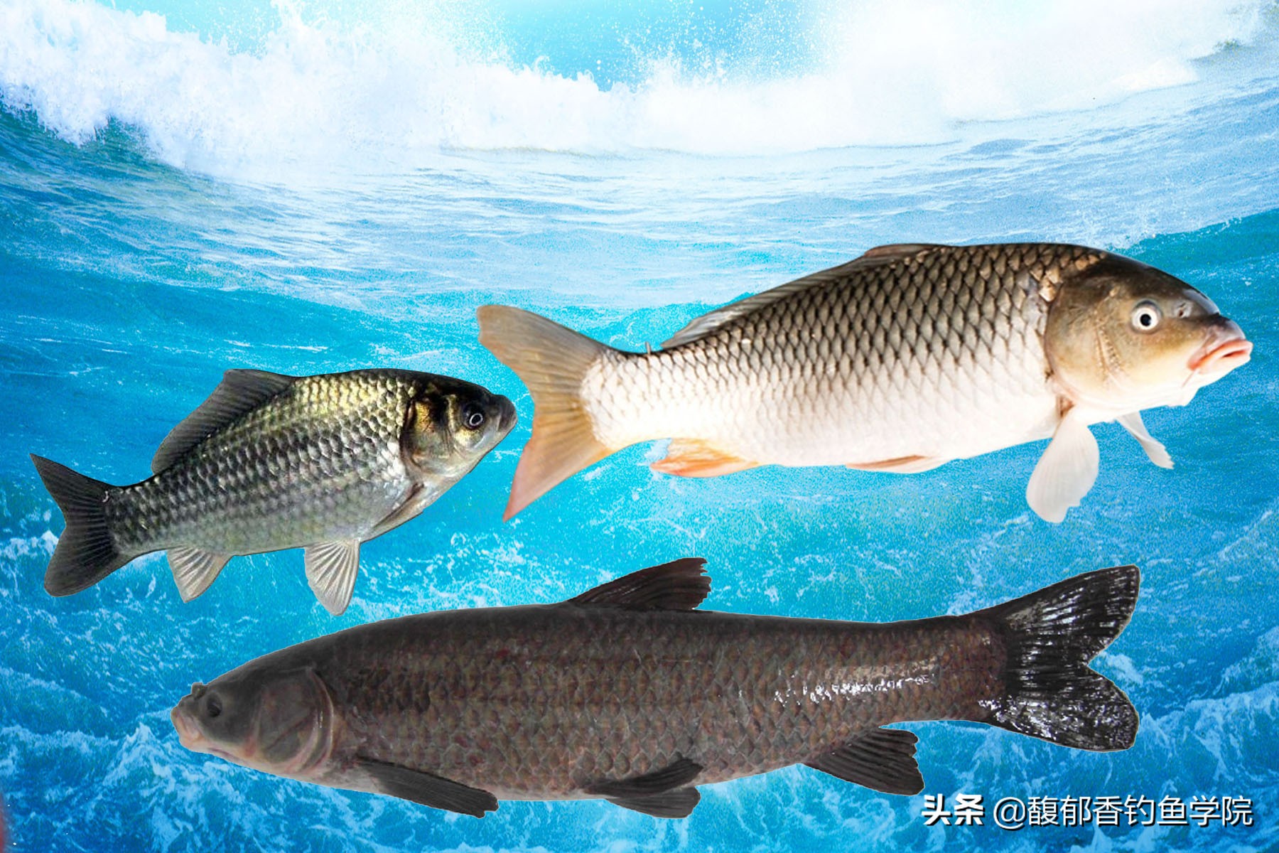 冬季最容易钓到的四种淡水鱼,天气冷只能钓哪几种淡水鱼